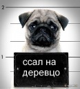 Аватара пользователя