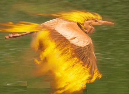 Moltres